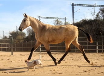 PRE Mix, Hengst, 2 Jahre, 163 cm, Falbe