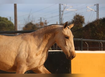 PRE Mix, Hengst, 2 Jahre, 163 cm, Falbe