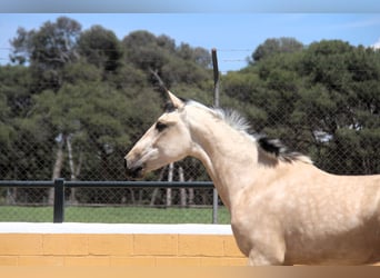 PRE Mix, Hengst, 2 Jahre, 163 cm, Falbe