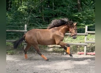 PRE, Hengst, 2 Jahre, 163 cm, Hellbrauner
