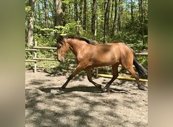 PRE, Hengst, 2 Jahre, 163 cm, Hellbrauner