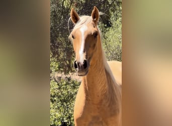 PRE Mix, Hengst, 2 Jahre, 163 cm, Palomino