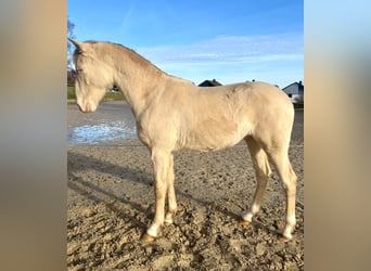 PRE Mix, Hengst, 2 Jahre, 163 cm, Perlino