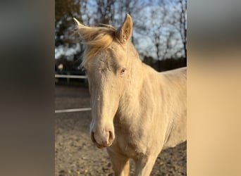 PRE Mix, Hengst, 2 Jahre, 163 cm, Perlino