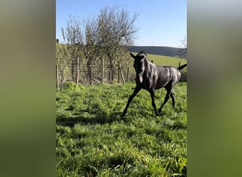 PRE Mix, Hengst, 2 Jahre, 163 cm, Schimmel PRE Mix, Hengst, 2 Jahre, 163 cm, Schimmel