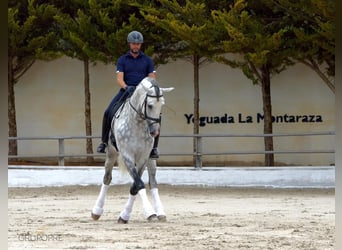 PRE Mix, Hengst, 2 Jahre, 163 cm, Schimmel PRE Mix, Hengst, 2 Jahre, 163 cm, Schimmel