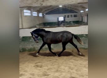 PRE Mix, Hengst, 2 Jahre, 163 cm, Schimmel PRE Mix, Hengst, 2 Jahre, 163 cm, Schimmel