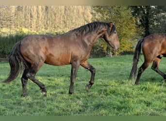 PRE, Hengst, 2 Jahre, 164 cm, Brauner