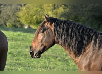 PRE, Hengst, 2 Jahre, 164 cm, Brauner