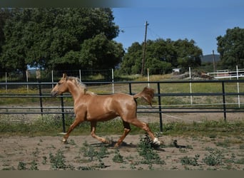 PRE, Hengst, 2 Jahre, 164 cm, Palomino