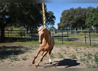 PRE, Hengst, 2 Jahre, 164 cm, Palomino