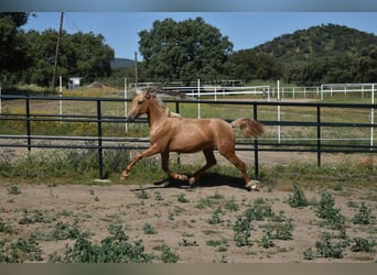 PRE, Hengst, 2 Jahre, 164 cm, Palomino