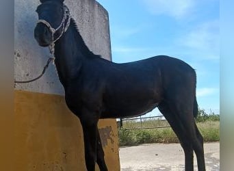 PRE Mix, Hengst, 2 Jahre, 164 cm, Rappe