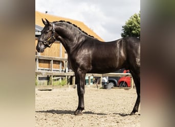 PRE Mix, Hengst, 2 Jahre, 164 cm, Rappe
