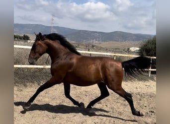 PRE, Hengst, 2 Jahre, 164 cm, Rotbrauner