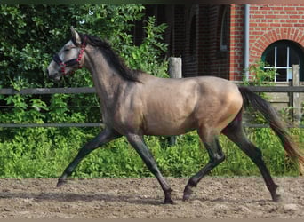 PRE Mix, Hengst, 2 Jahre, 164 cm, Schimmel