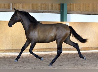 PRE Mix, Hengst, 2 Jahre, 165 cm, Brauner