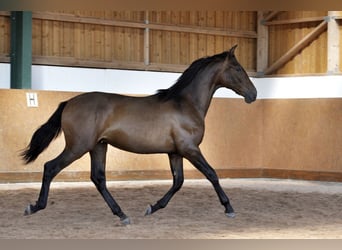 PRE Mix, Hengst, 2 Jahre, 165 cm, Brauner
