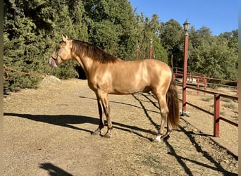 PRE, Hengst, 2 Jahre, 165 cm, Champagne