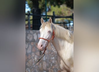PRE Mix, Hengst, 2 Jahre, 165 cm, Cremello
