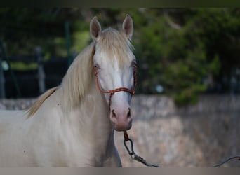 PRE Mix, Hengst, 2 Jahre, 165 cm, Cremello