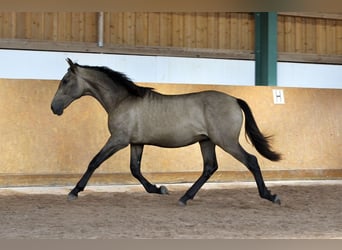 PRE Mix, Hengst, 2 Jahre, 165 cm, Falbe