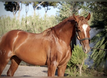 PRE Mix, Hengst, 2 Jahre, 165 cm, Fuchs