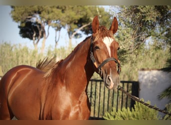 PRE Mix, Hengst, 2 Jahre, 165 cm, Fuchs