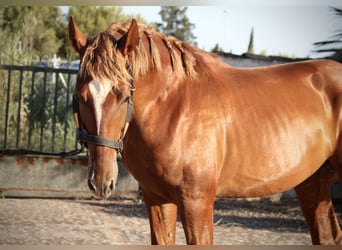 PRE Mix, Hengst, 2 Jahre, 165 cm, Fuchs