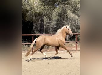 PRE Mix, Hengst, 2 Jahre, 165 cm, Palomino