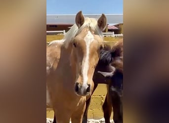 PRE Mix, Hengst, 2 Jahre, 165 cm, Palomino