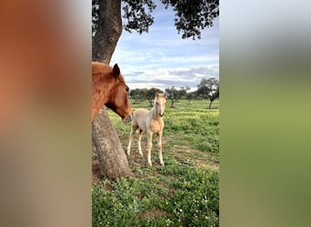 PRE Mix, Hengst, 2 Jahre, 165 cm, Palomino