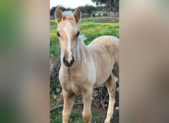 PRE Mix, Hengst, 2 Jahre, 165 cm, Palomino