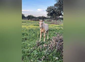 PRE Mix, Hengst, 2 Jahre, 165 cm, Palomino