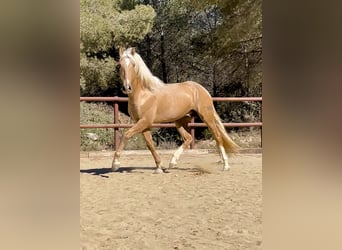 PRE Mix, Hengst, 2 Jahre, 165 cm, Palomino