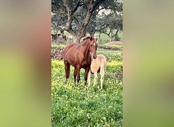 PRE Mix, Hengst, 2 Jahre, 165 cm, Palomino