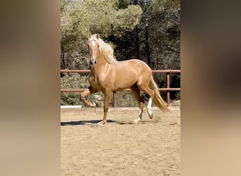 PRE Mix, Hengst, 2 Jahre, 165 cm, Palomino