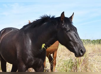 PRE, Hengst, 2 Jahre, 165 cm, Rappe