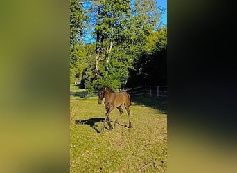 PRE, Hengst, 2 Jahre, 165 cm, Rappe