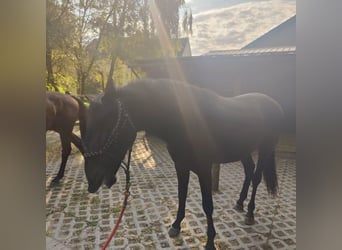 PRE, Hengst, 2 Jahre, 165 cm, Rappe