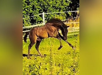 PRE, Hengst, 2 Jahre, 165 cm, Rappe