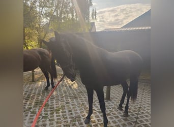 PRE, Hengst, 2 Jahre, 165 cm, Rappe