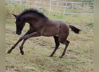 PRE, Hengst, 2 Jahre, 165 cm, Rappe