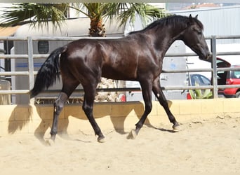 PRE, Hengst, 2 Jahre, 165 cm, Rappe