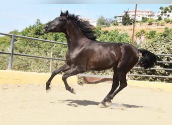 PRE, Hengst, 2 Jahre, 165 cm, Rappe