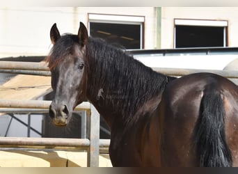 PRE, Hengst, 2 Jahre, 165 cm, Rappe