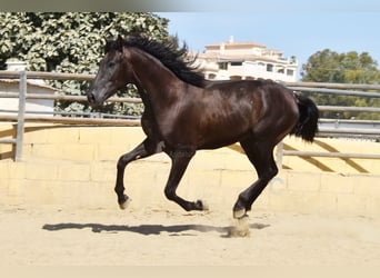PRE, Hengst, 2 Jahre, 165 cm, Rappe