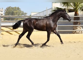PRE, Hengst, 2 Jahre, 165 cm, Rappe