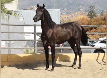 PRE, Hengst, 2 Jahre, 165 cm, Rappe