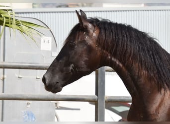 PRE, Hengst, 2 Jahre, 165 cm, Rappe